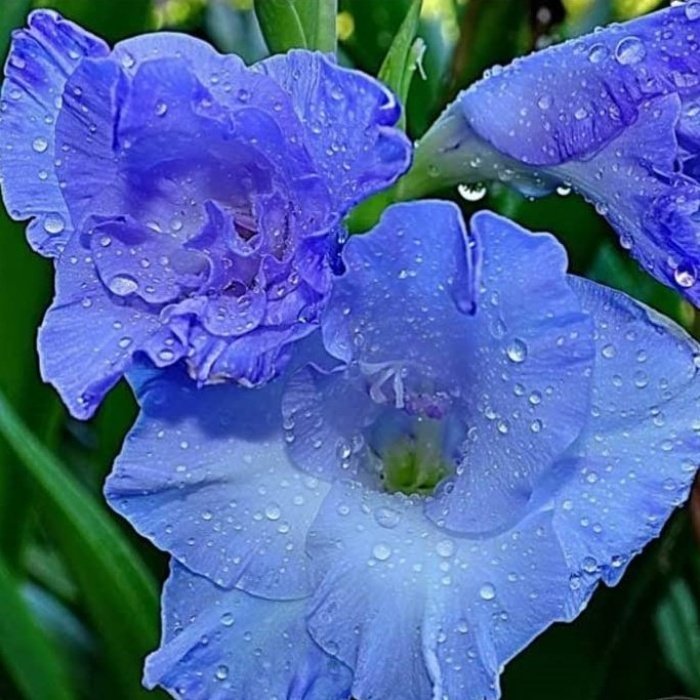 Mavi Glayör Çiçeği Soğanı Yumrusu Gladiolus Blue Swan (2 adet)
