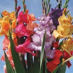 Karışık Glayör Çiçeği Soğanı Gladiolus Mixed (4 adet)
