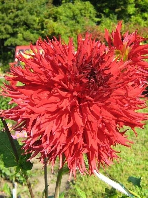 Jax Dahlia Dev Yıldız Çiçeği Yumrusu (1 Adet)