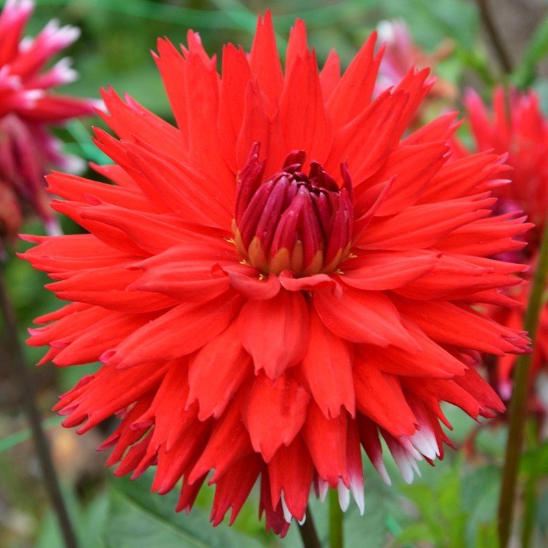 Alauna Double Jeu Dahlia Dev Yıldız Çiçeği Yumrusu (1 Adet)