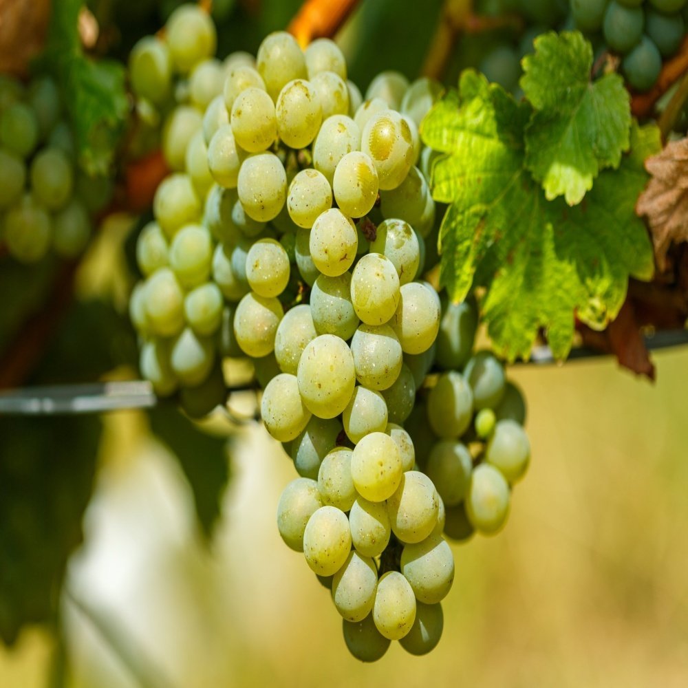 Tüplü Aromalı Beyaz Şaraplık Chardonnay Üzüm Fidanı
