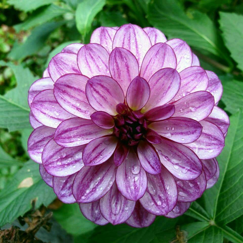 Lauren Michelle Dahlia Dev Yıldız Çiçeği Yumrusu (1 Adet)