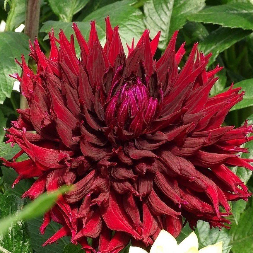 Kenora Mackob B Dahlia Dev Yıldız Çiçeği Yumrusu (1 Adet)