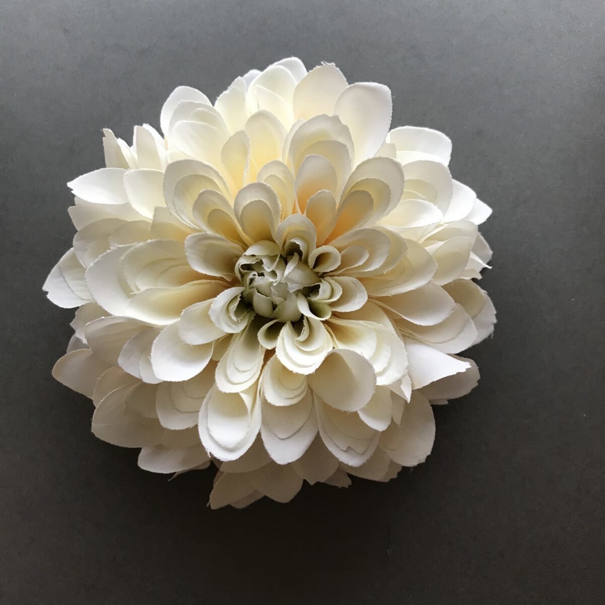 White Lace Dahlia Dev Yıldız Çiçeği Yumrusu (1 Adet)