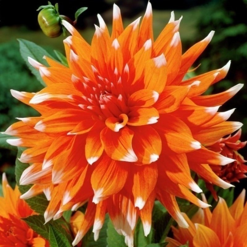 Color Spectacle Dahlia Dev Yıldız Çiçeği Yumrusu (1 Adet)
