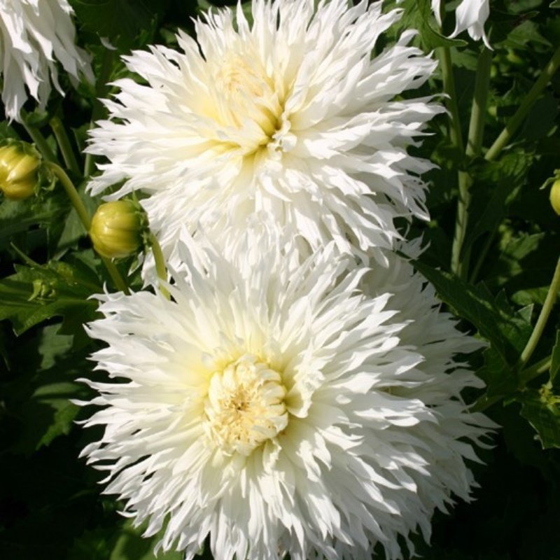 Annapurna Dahlia Dev Yıldız Çiçeği Yumrusu (1 Adet)