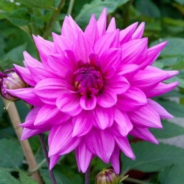 Minouche Dahlia Dev Yıldız Çiçeği Yumrusu (1 Adet)