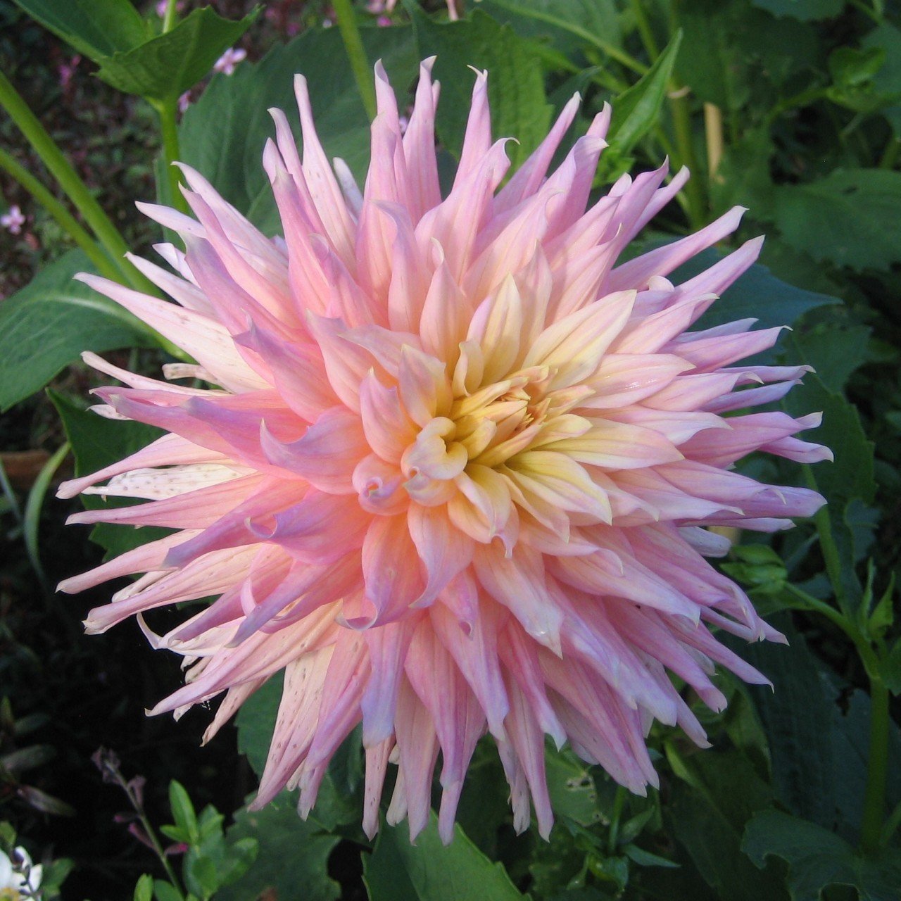 Jill Dahlia Dev Yıldız Çiçeği Yumrusu (1 Adet)