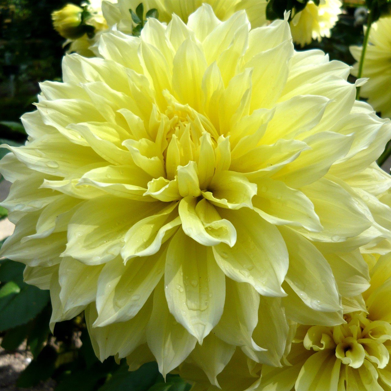 Kelvin Floodlight Dahlia Dev Yıldız Çiçeği Yumrusu (1 Adet)