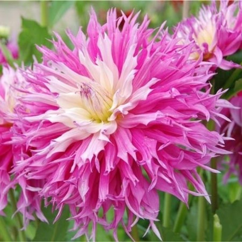 Arica Dahlia Dev Yıldız Çiçeği Yumrusu (1 Adet)