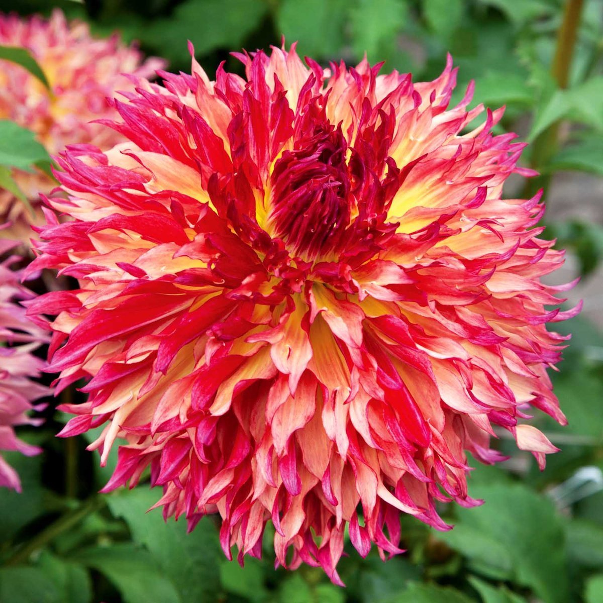 Myrtle's Folly Dahlia Dev Yıldız Çiçeği Yumrusu (1 Adet)