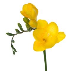 Hoş Kokulu Sarı Frezya Çiçeği Soğanı Yellow Freesia (5 adet)