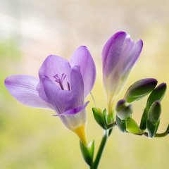 Hoş Kokulu Mavi Frezya Çiçeği Soğanı Blue Freesia (5 adet)