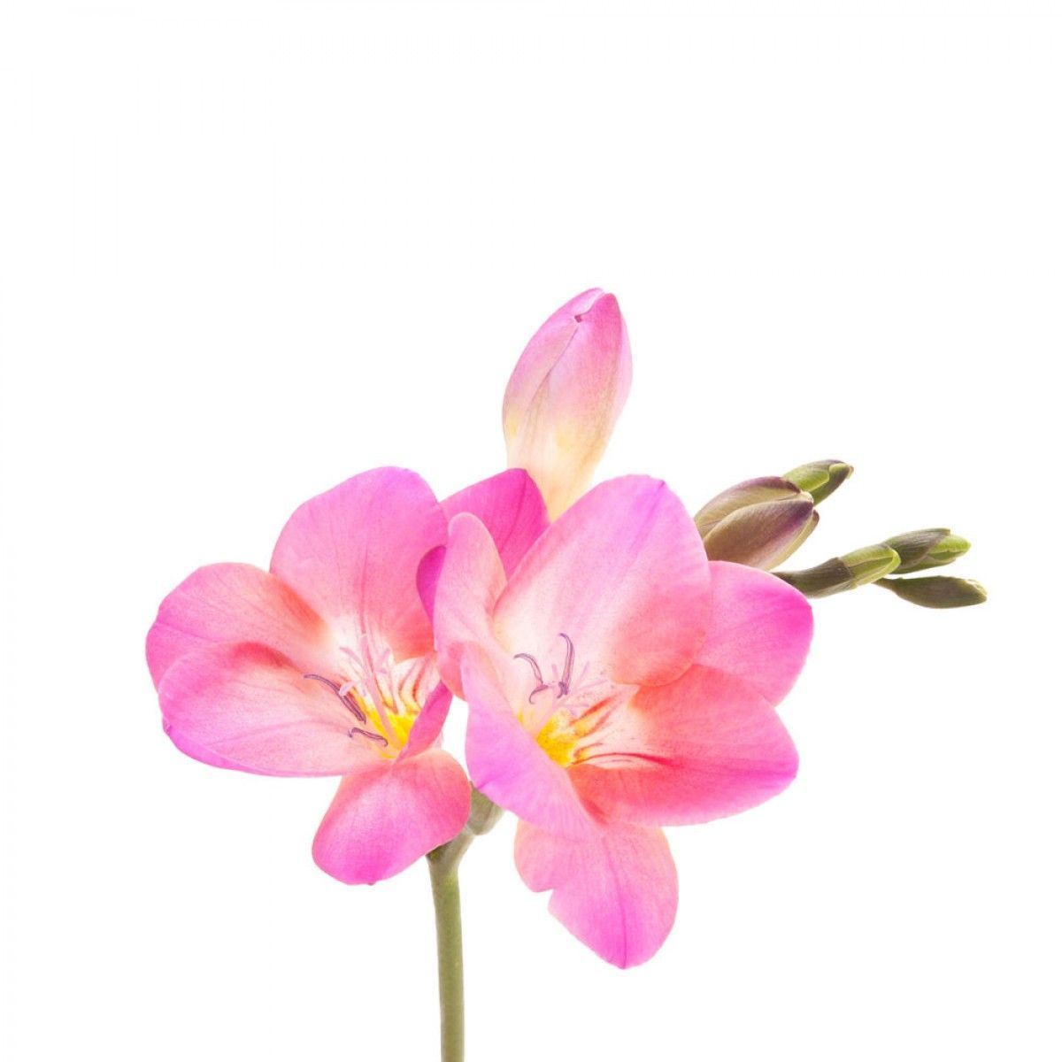Hoş Kokulu Pembe Frezya Çiçeği Soğanı Pink Freesia (5 adet)