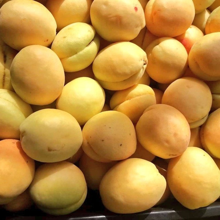 Tüplü Aşılı İri Meyveli Iğdır Şalağı Aprikoz Kayısı Fidanı