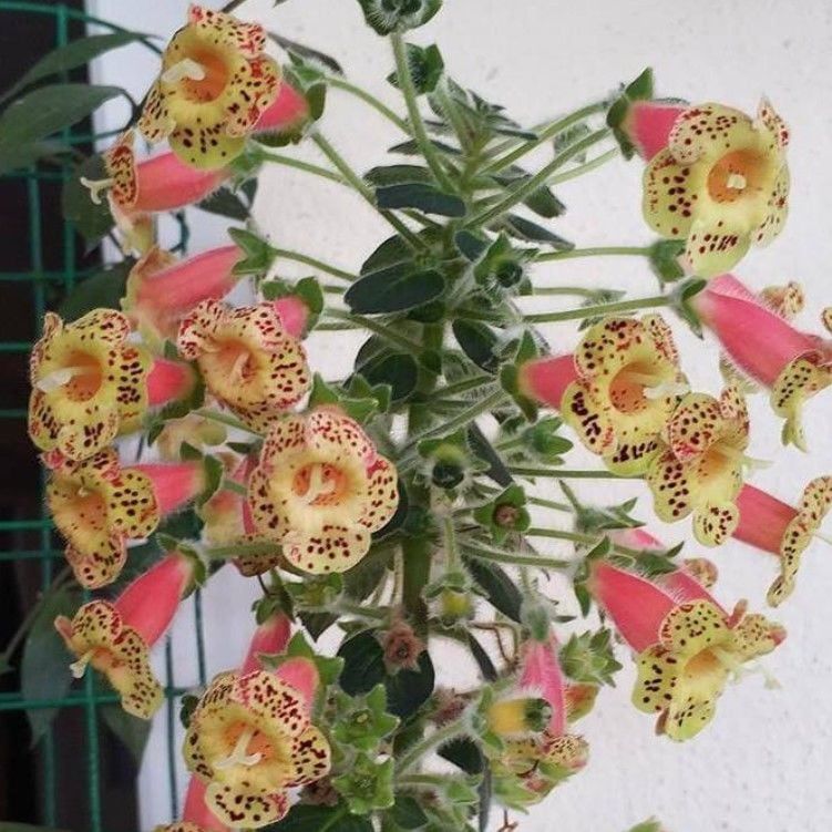 Özel Belinda Kohleria Japon Küpelisi Çiçeği Fidesi (Mini Saksıda)