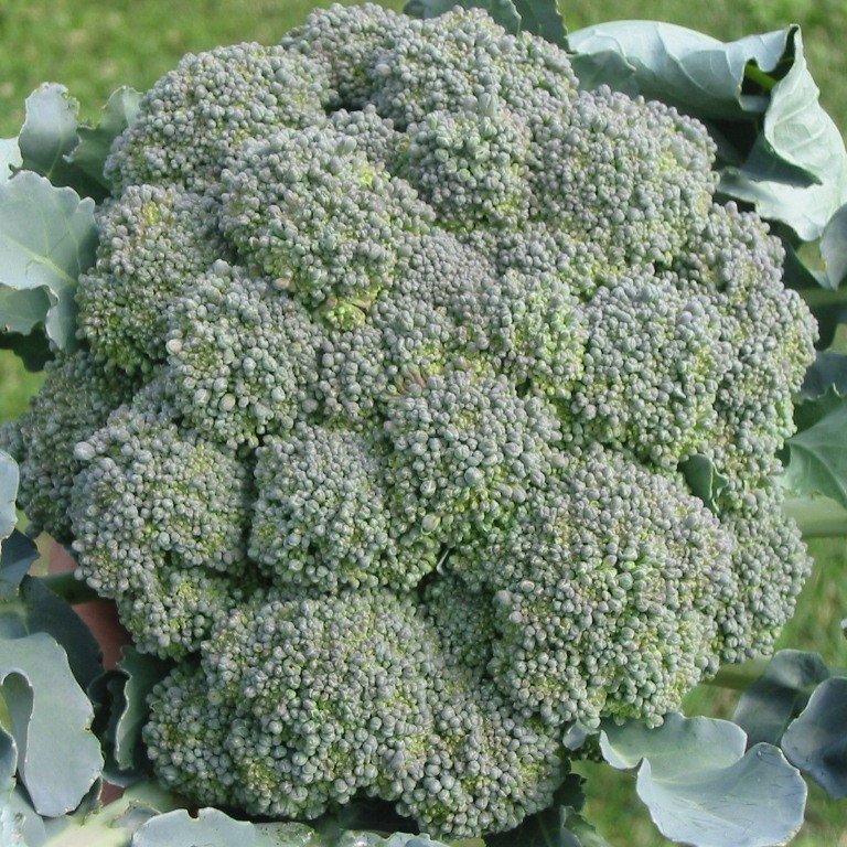 Doğal Yeşil Brokoli Fidesi(5 adet)