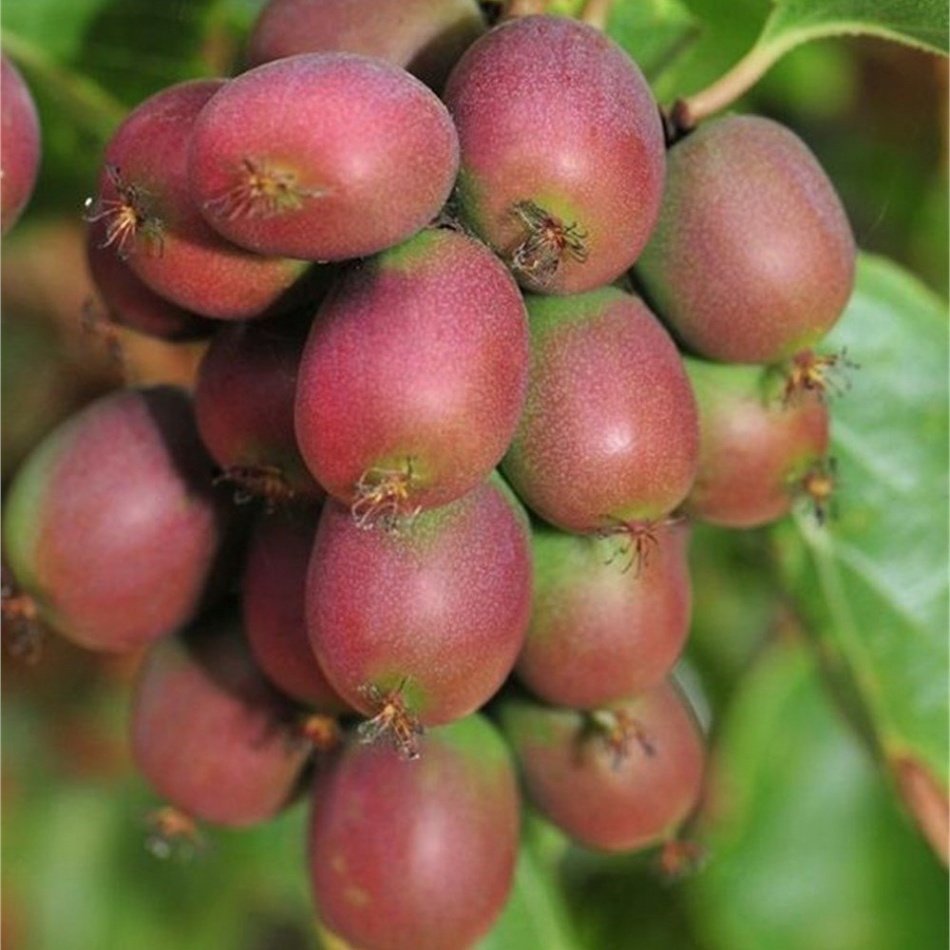 Tüplü Soğuğa Dayanıklı Actinidia Arguta Ken's Kivi Fidanı