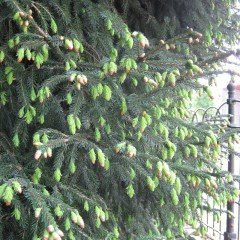 Çin Ladini Tohumu Picea Likiangensis (10 Tohum)