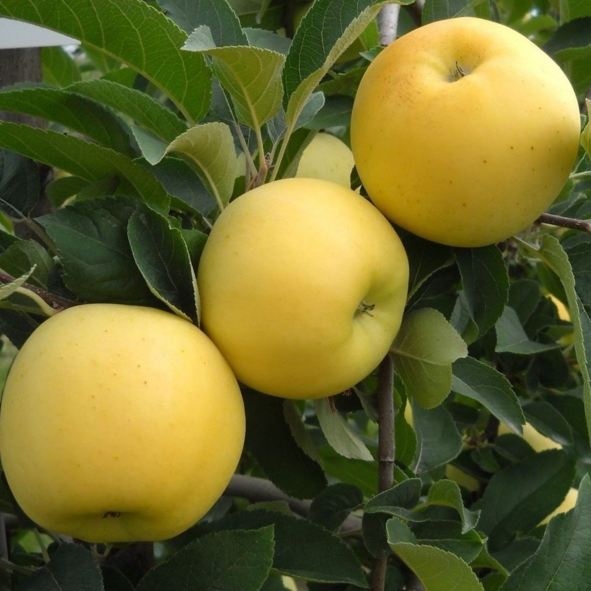 Tüplü Aşılı Yarıbodur Aromatik Kokulu Golden Elma Fidanı