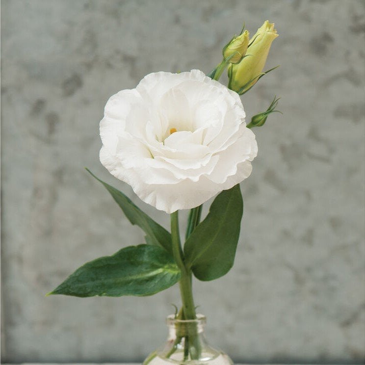 Katmerli Beyaz Renk Lisianthus Çiçeği Tohumu All White (5 Adet)