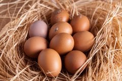 01 Şile Doğal Yumurta 15 Adet