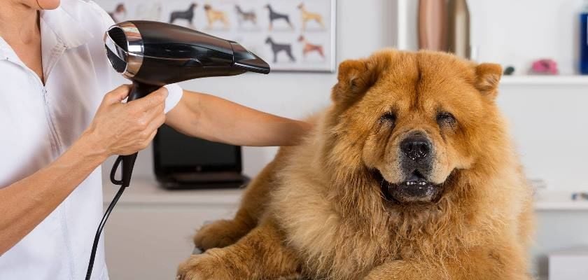 Kuru tüylerin nemlendirilmesi ve yumuşatılması ile ilgili söylenecek çok şey var, ancak tüyleri sert olması gereken köpekler ile ilgili olarak çok fazla bilgi mevcut değildir.