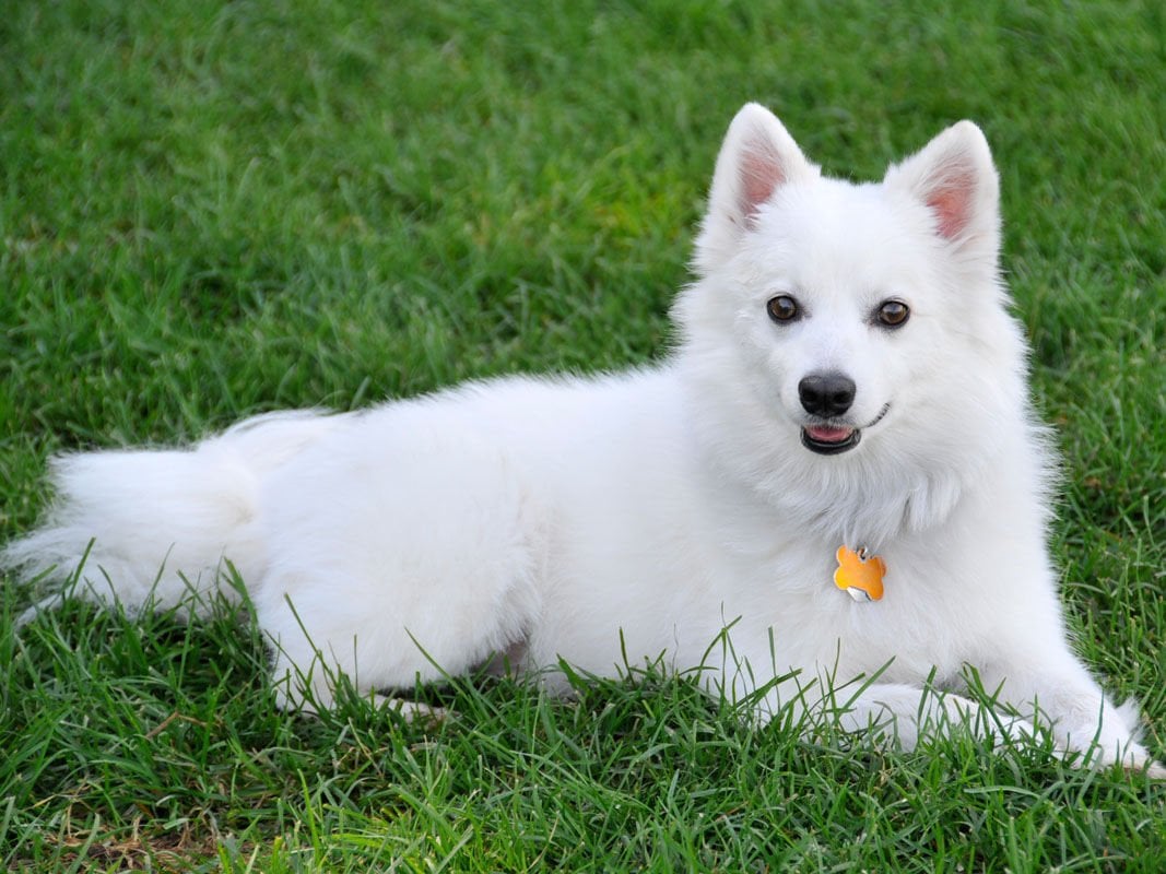 Süper bir gösteri tüyüne sahip olma ihtiyacı ve bir köpeğe sahip olma istek ve hassasiyeti bazen katılımcılar için bir ikilem olmaktadır.