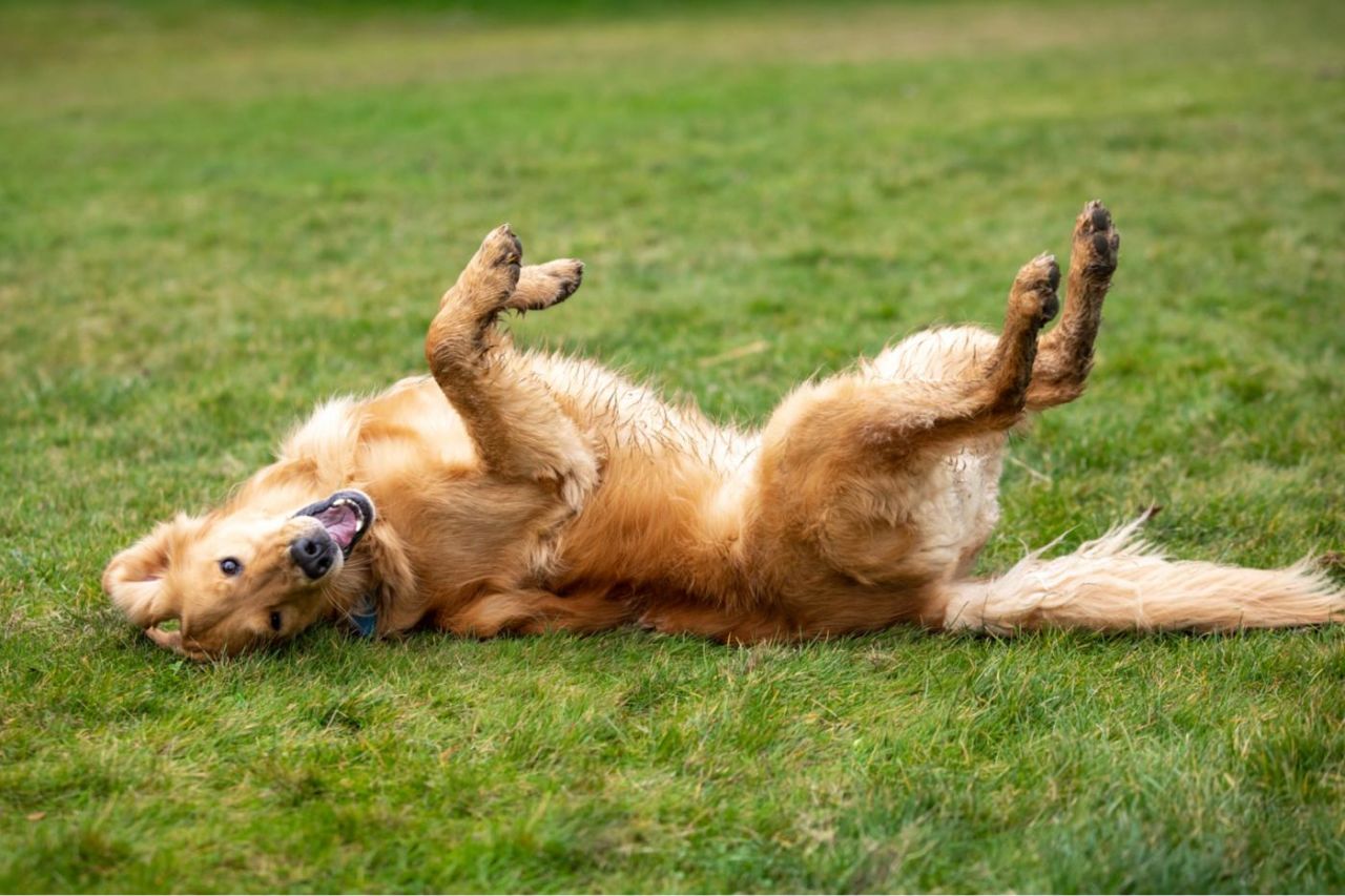 Bir köpek sahibini herşeyden daha fazla rahatsız eden tek bir şey varsa o da köpeklerinin kaşınması olmaktadır.