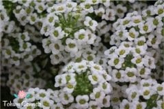 Beyaz Alisyum Çiçeği Tohumu (50 Tohum)