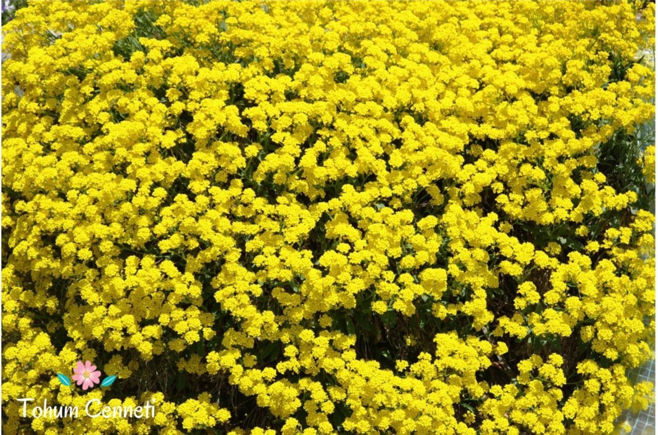 Sarı Alisyum Çiçeği Tohumu (20 Tohum)