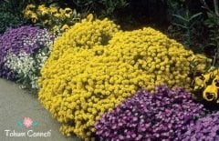 Sarı Alisyum Çiçeği Tohumu (20 Tohum)