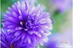 Karışık Katmerli Aster Çiçeği Tohumu (30 Tohum)