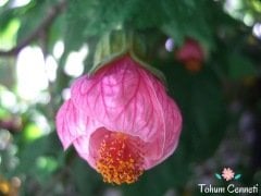 Karışık Renkli Çan Çiçeği Tohumu (10 Tohum)