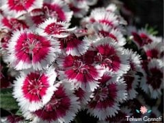 Karışık Renkli Çin Karanfili Çiçeği Tohumu (50 Tohum)