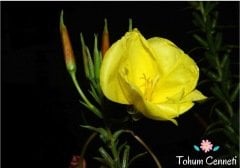 Ezan Çiçeği Tohumu (50 Tohum)