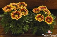 Karışık Renkli Gazanya Çiçeği Tohumu (25 Tohum)