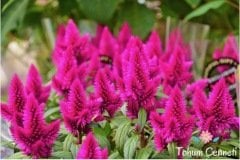 Karışık Renkli Horoz İbiği Çiçeği Tohumu (50 Tohum)
