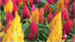 Karışık Renkli Horoz İbiği Çiçeği Tohumu (50 Tohum)