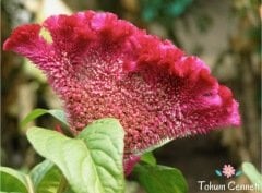 Horoz İbiği (Balta) Çiçeği Tohumu (50 Tohum)