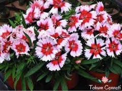 Hüsnüyusuf Çiçeği Tohumu (50 Tohum)