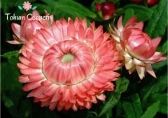 Karışık Renkli Kağıt Çiçeği Tohumu (50 Tohum)