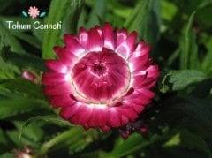 Karışık Renkli Kağıt Çiçeği Tohumu (50 Tohum)