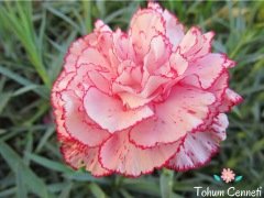 Karışık Renkli Karanfil Çiçeği Tohumu (30 Tohum)