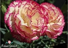 Lekeli Karanfil Çiçeği Tohumu (20 Tohum)