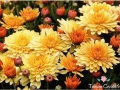 Karışık Renkli Krizantem Çiçeği Tohumu (25 Tohum)