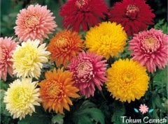 Karışık Renkli Krizantem Çiçeği Tohumu (25 Tohum)