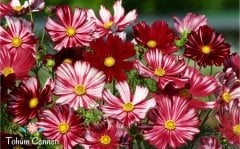 Karışık Renkli Kozmos Çiçeği Tohumu (25 Tohum)