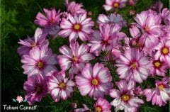 Karışık Renkli Kozmos Çiçeği Tohumu (25 Tohum)