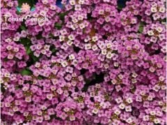 Mor Kraliyet Halısı Çiçeği Tohumu (50 Tohum)